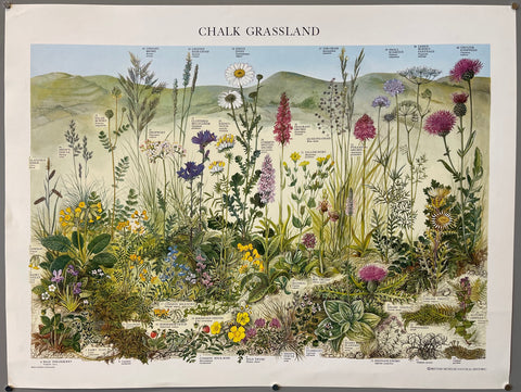 Link to  Chalk Grassland PosterEngland, 1976  Product