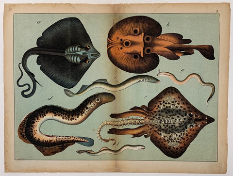 Link to  Types of Stingrays and EelsC. 1890  Product