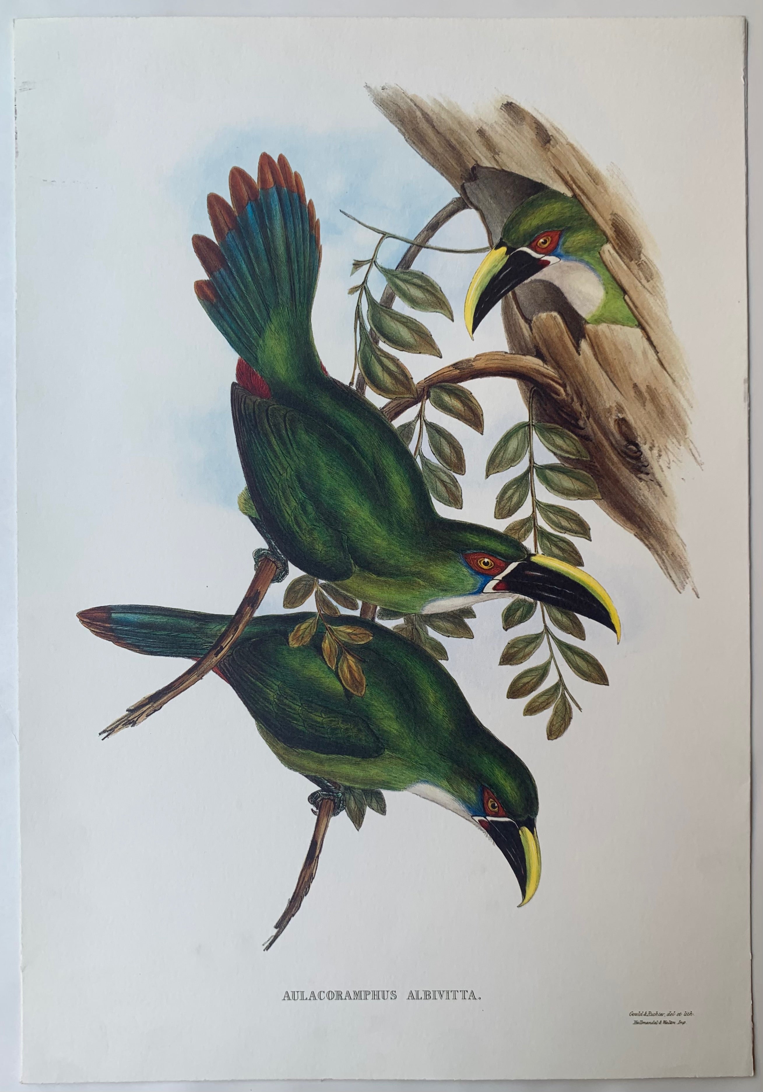 Aulacorhynchus Albivitta Gould and Richter Lithograph
