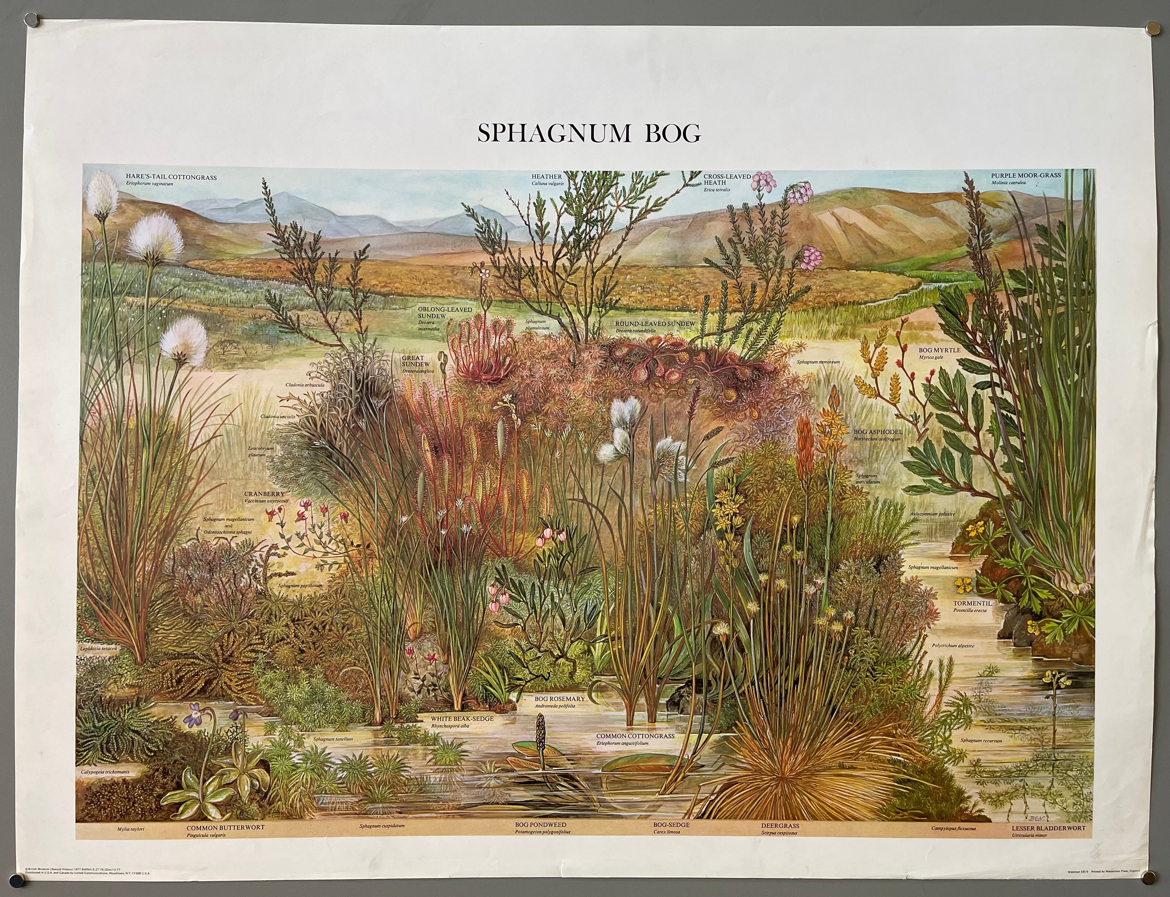 print of plants from the bogs