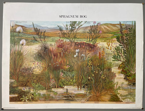 Link to  Sphagnum Bog PosterEngland, 1976  Product