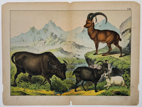 Link to  Horned Animal Lithography by SchubertC. 1890  Product