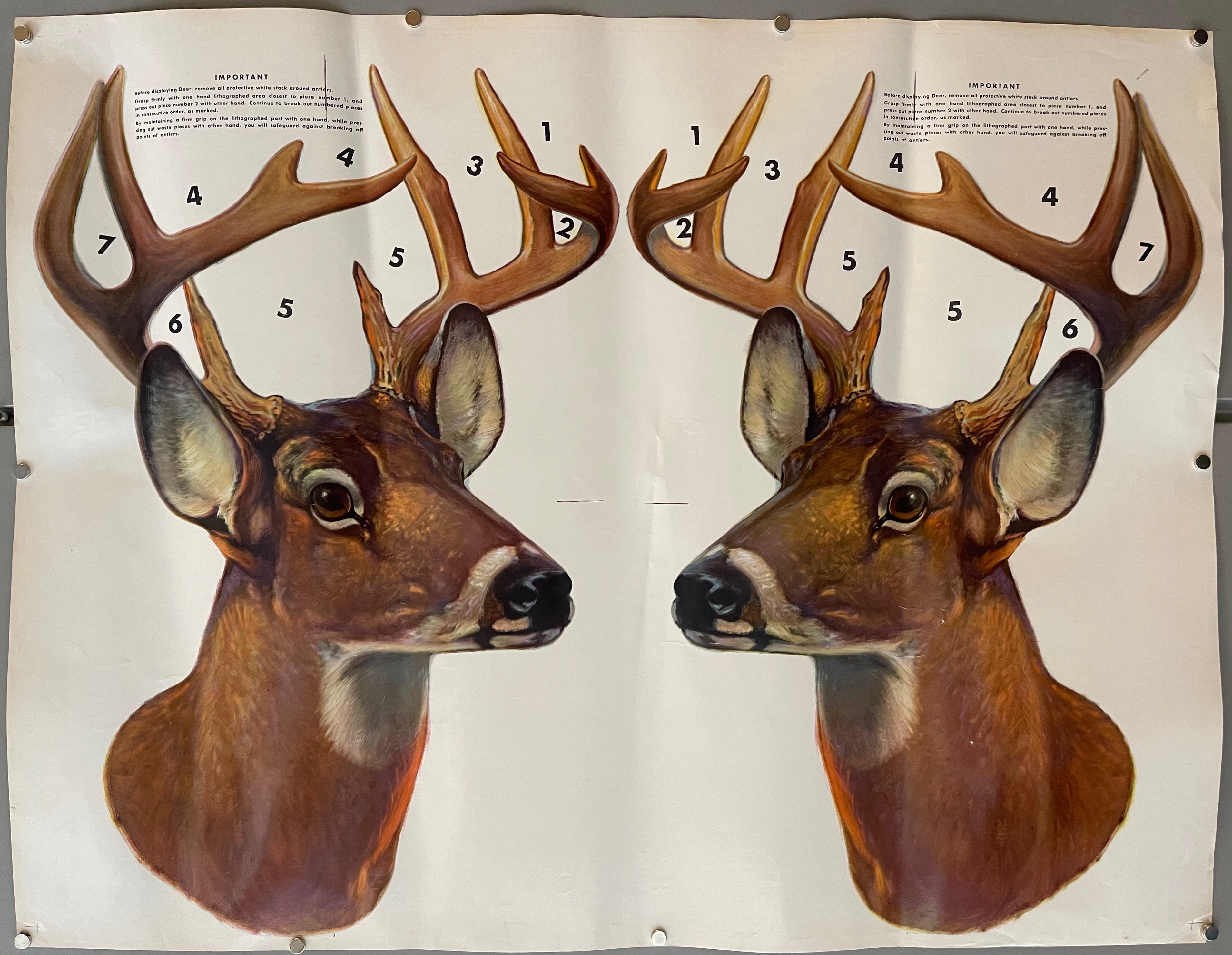 23x30 color poster showing how to grip deer head antlers when mounting, featuring labeled art of deer head with instructions printed twice
