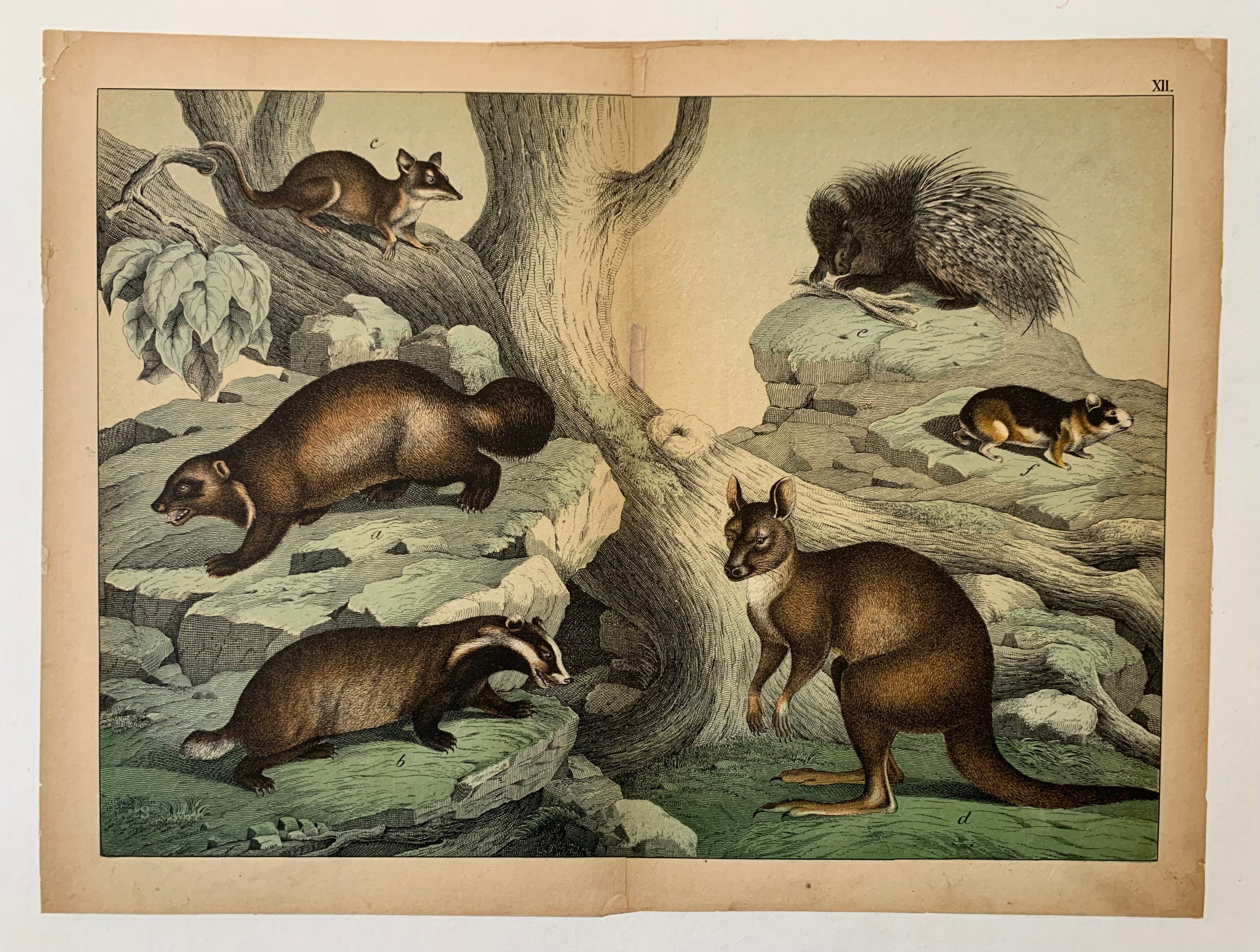 Marsupial Print