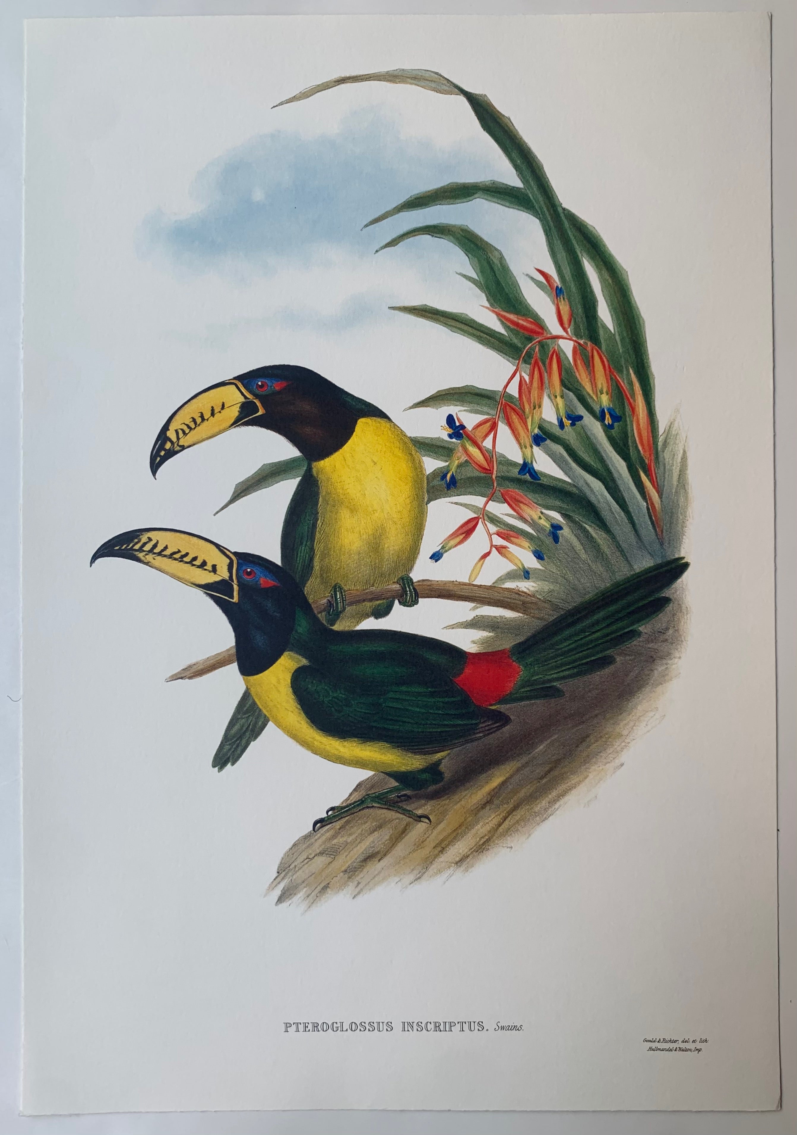 Pteroglossus Inscriptus Gould and Richter Lithograph