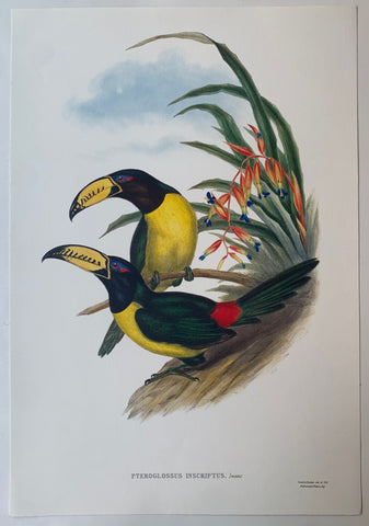 Link to  Pteroglossus Inscriptus Gould and Richter LithographUK c. 1990  Product