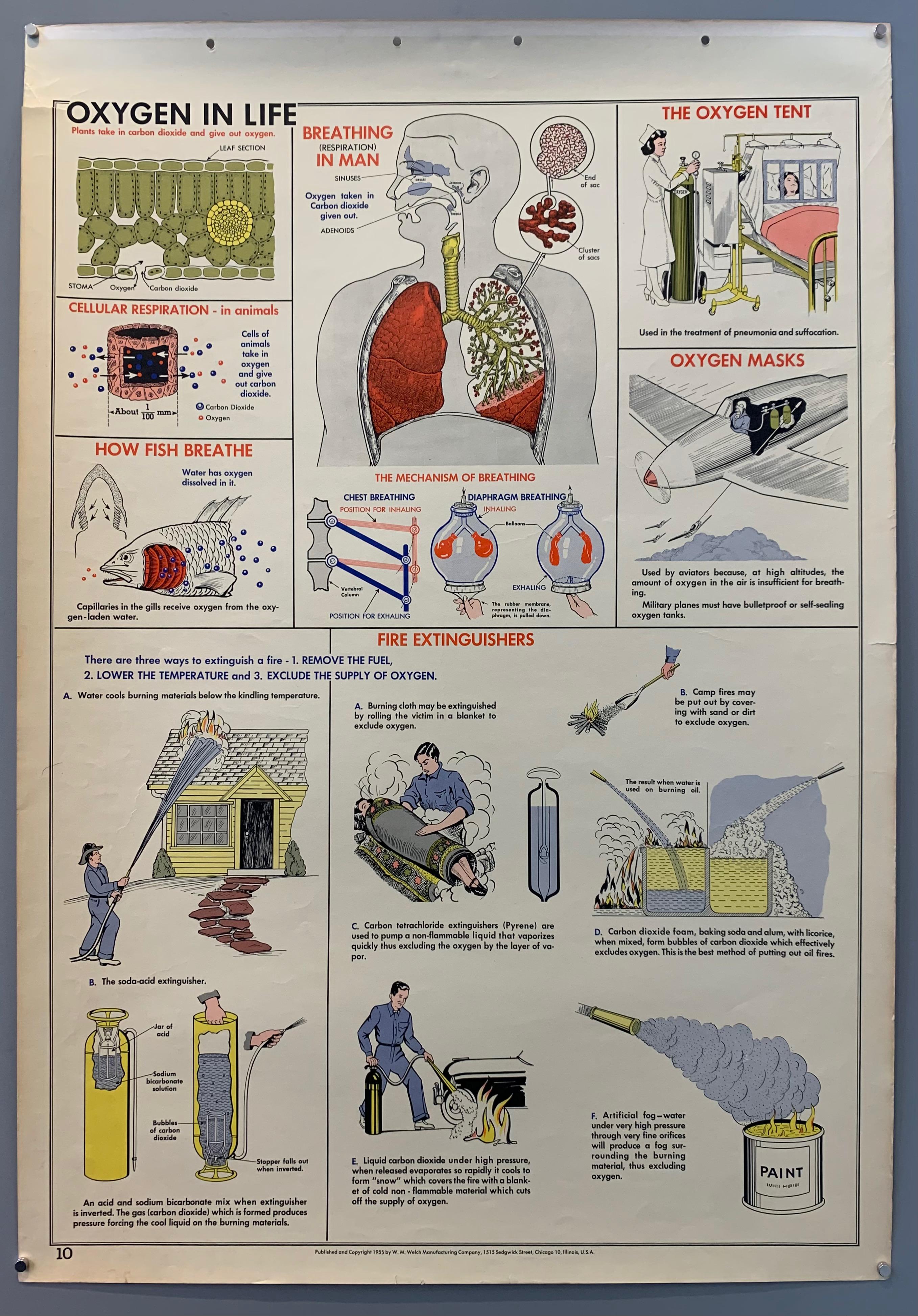 School Wall Chart: Oxygen in Life