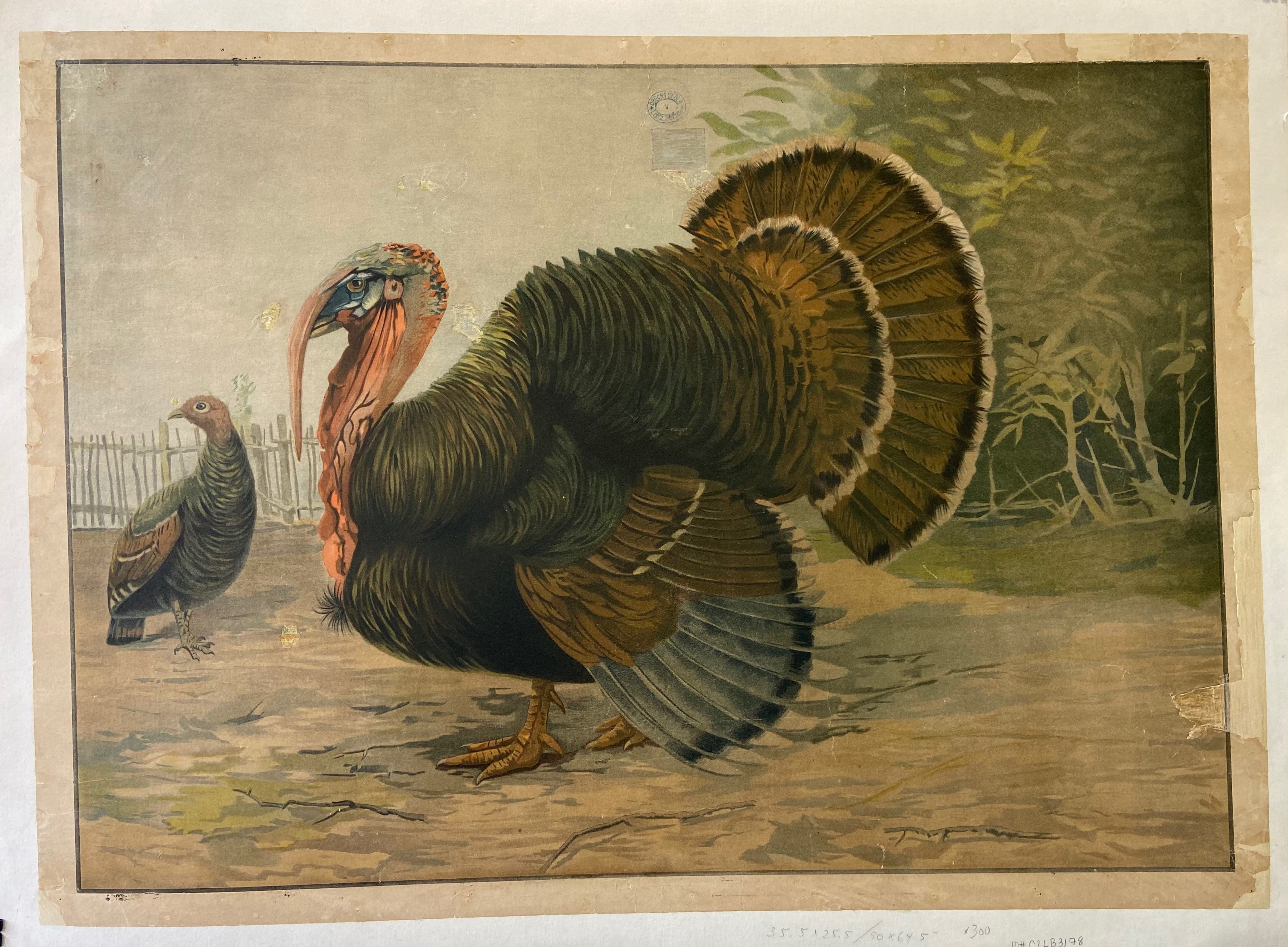 Print of two turkeys