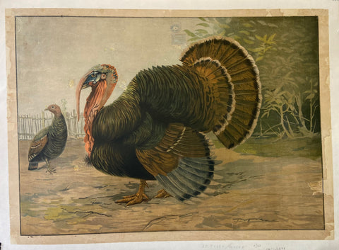 Link to  Turkey PrintCzechoslovakia, c. 1900  Product