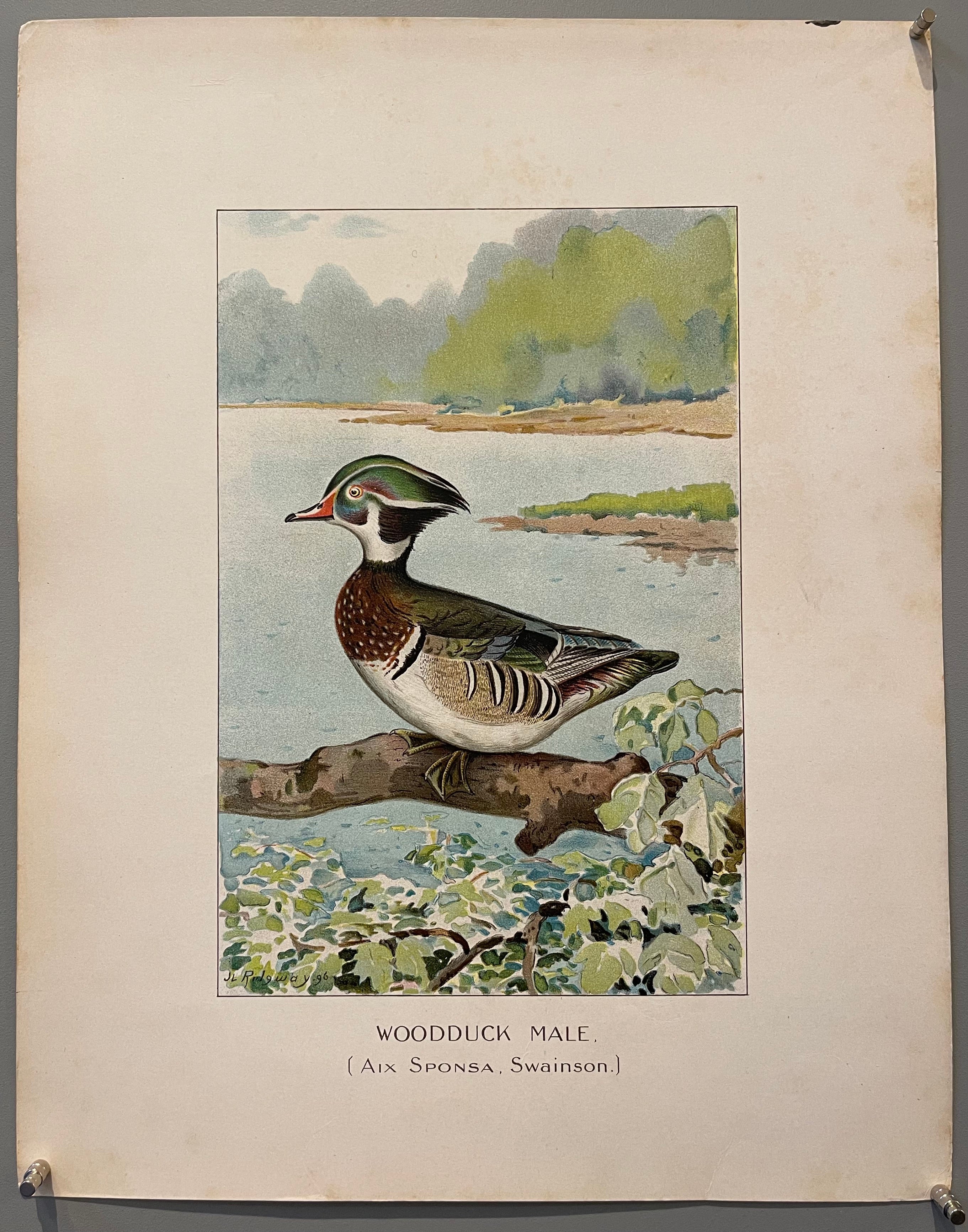 Woodduck Male