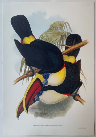 Link to Ramphastos Erythrorhynchos Gould and Richter LithographUK c. 1990 Product