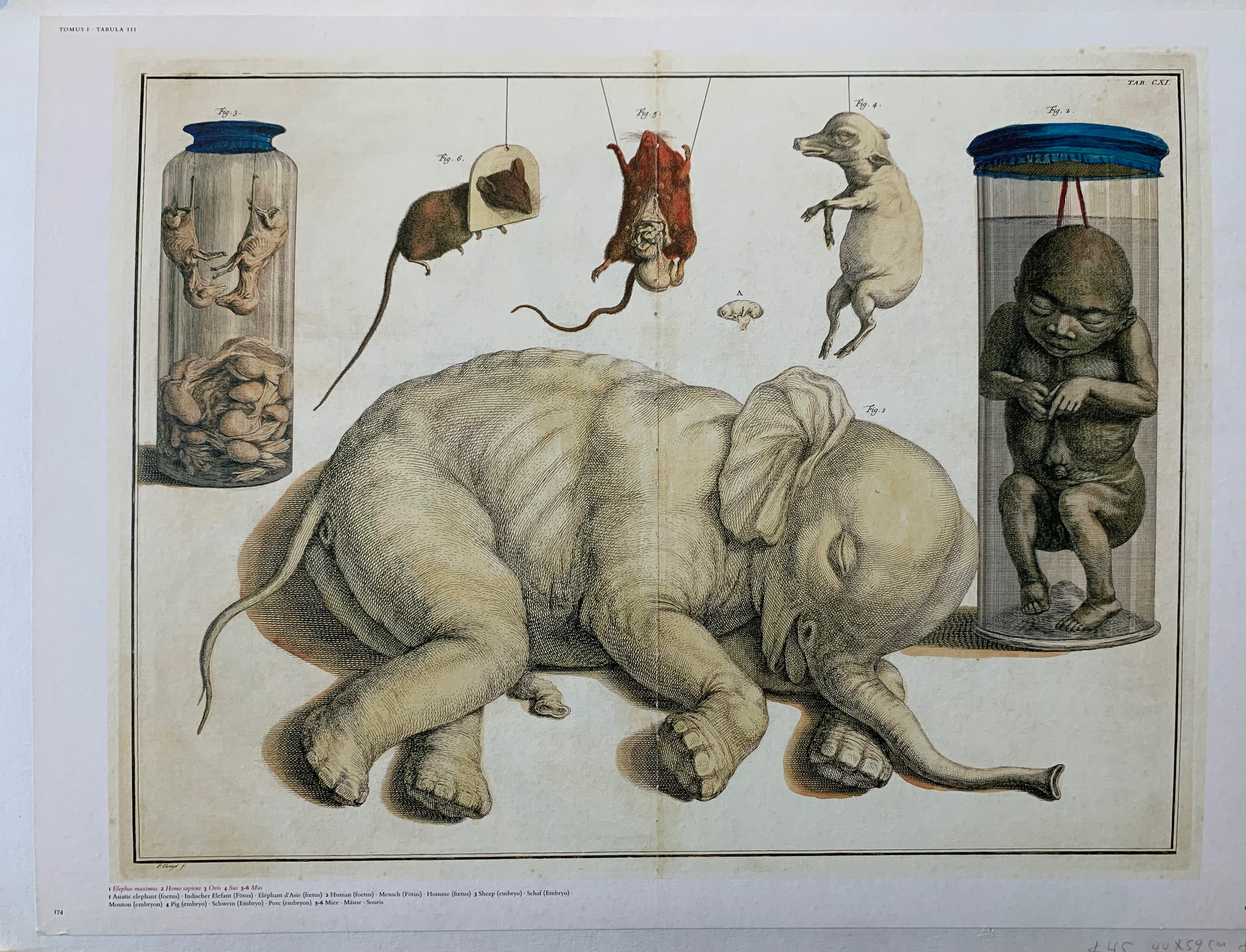 Albertus Seba 'Asiatic Elephant Foetus' Page