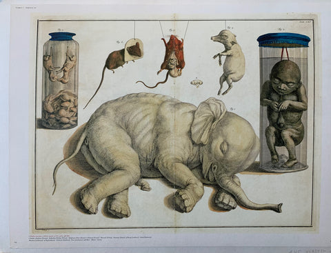 Link to Albertus Seba 'Asiatic Elephant Foetus' PageAmsterdam, c. 1750 Product