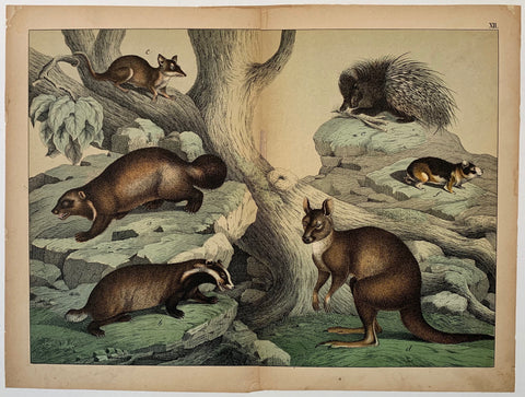 Link to  Australian Animal TypesC. 1890  Product