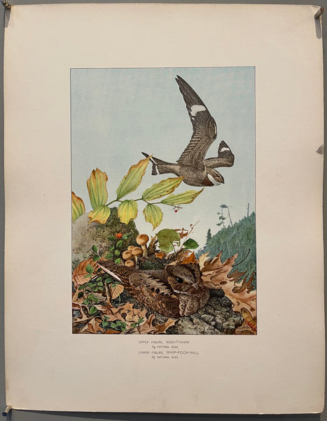 Night Hawk, Whip-Poor-Will – Poster Museum