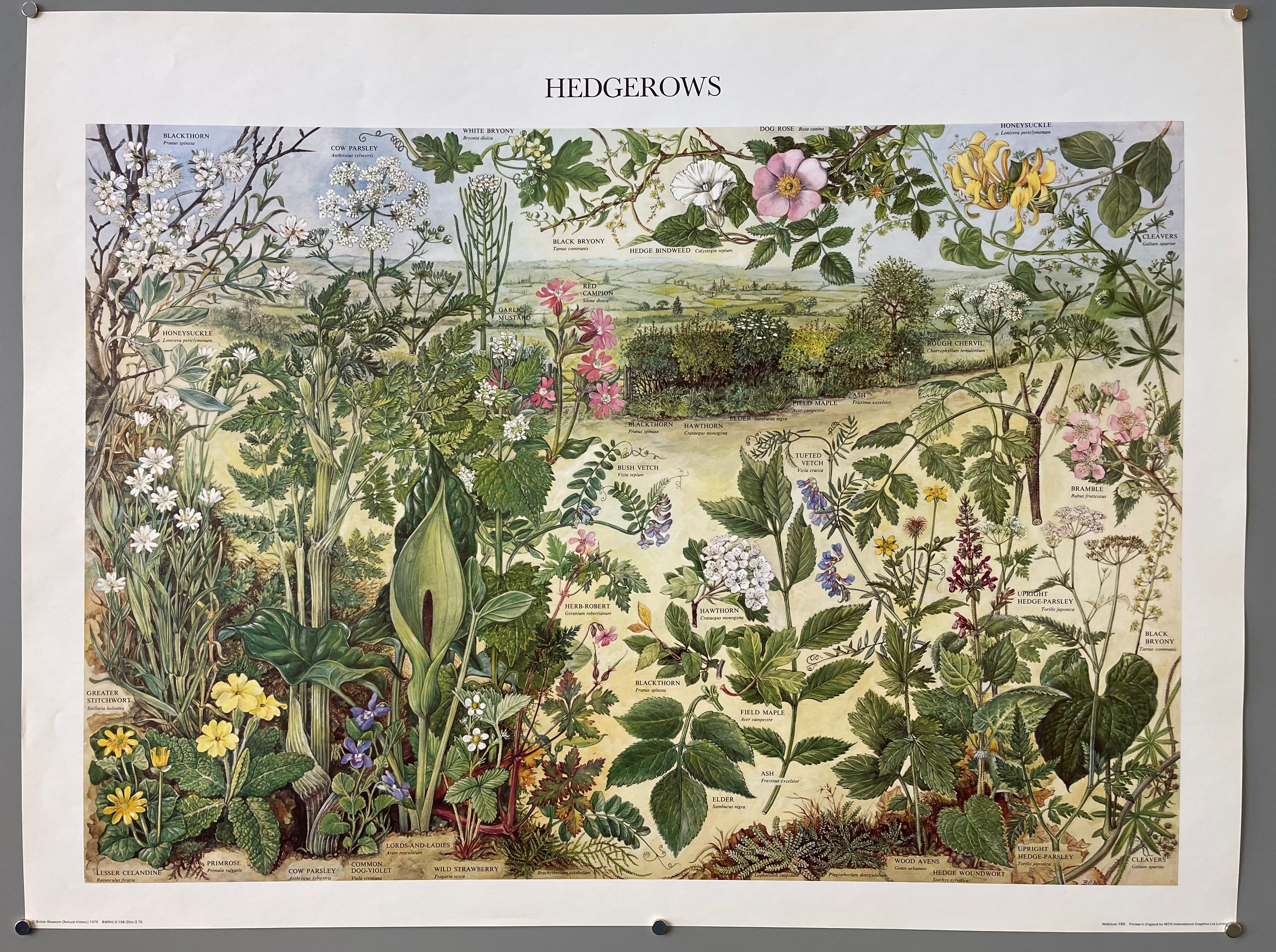 print of hedgerows plants