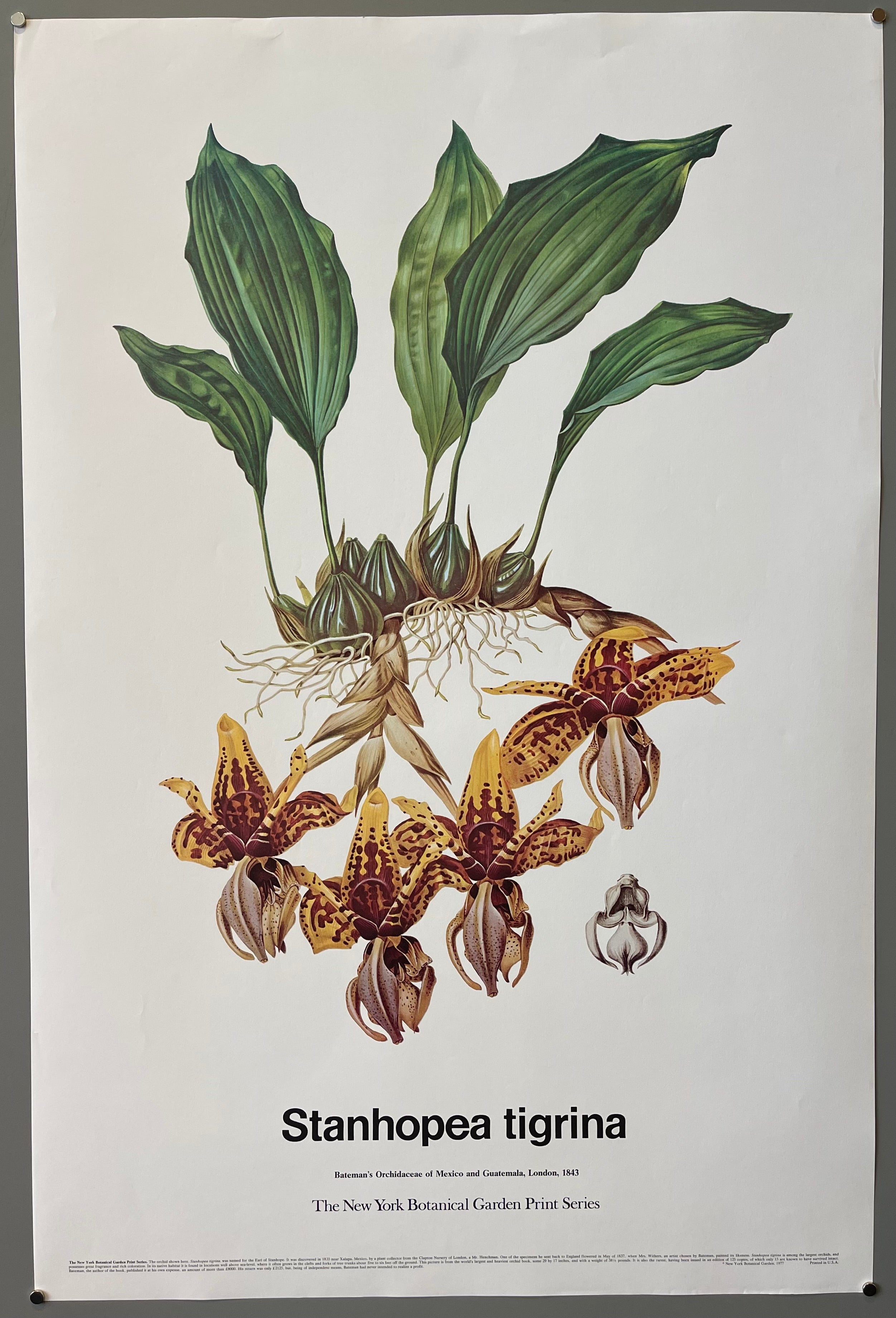 poster of an orchid
