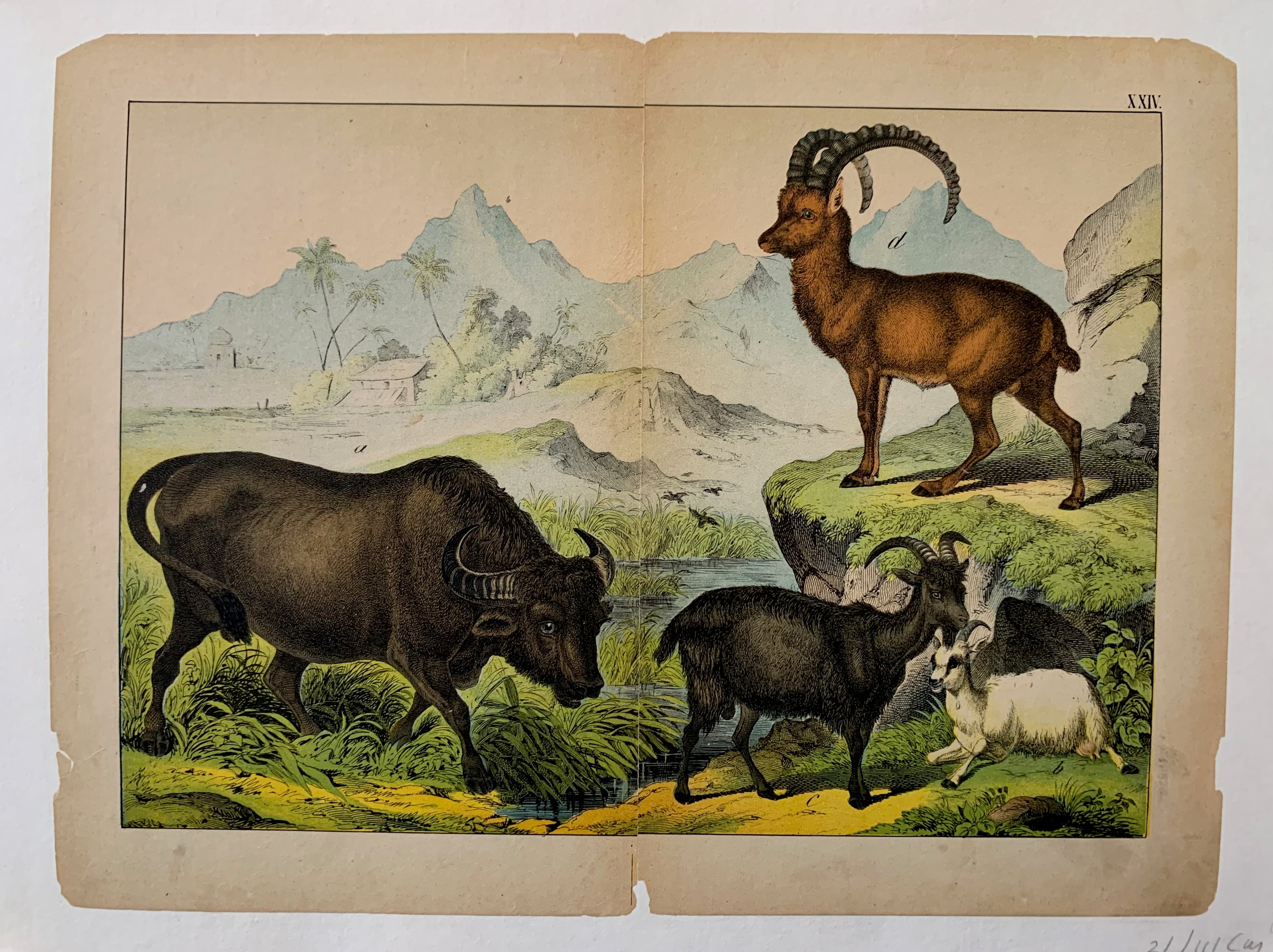 Mountainous Animals Print