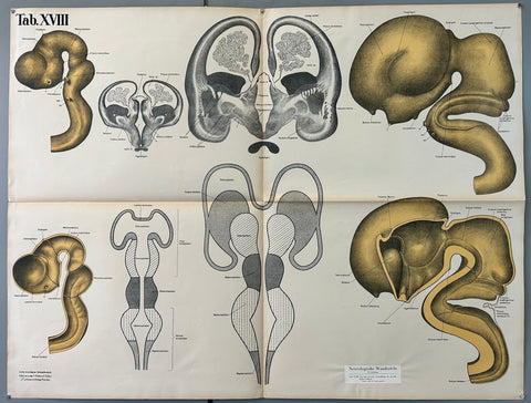 Link to  Intrauterine Brain Development ChartGermany, c. 1928  Product