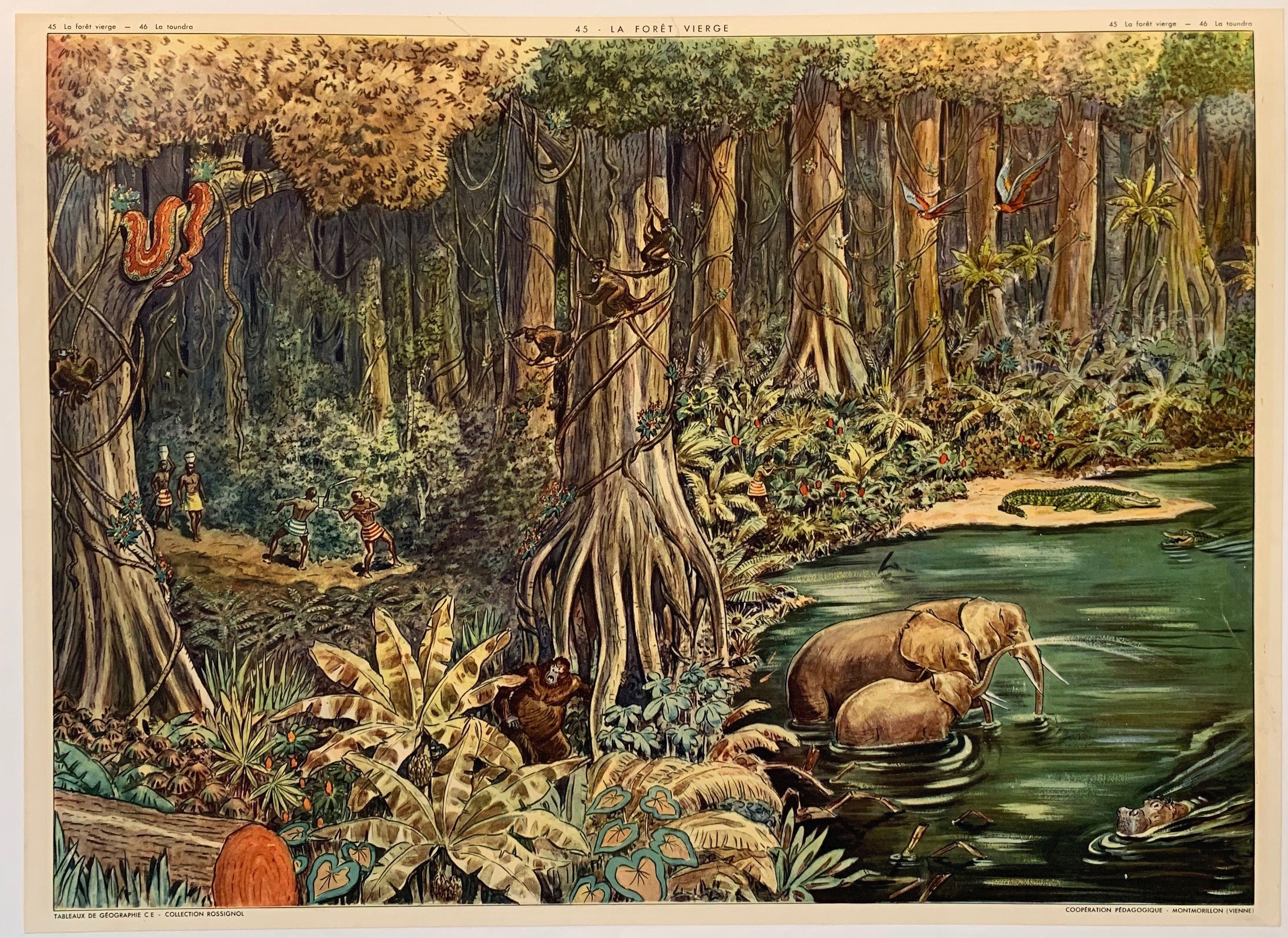 Print of the rainforest