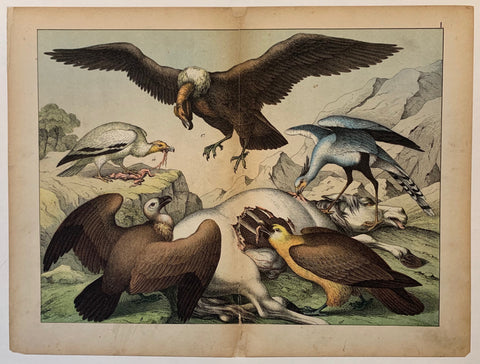 Link to  Birds of PreyC. 1890  Product