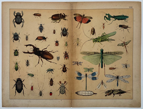 Link to  Types of Beetkes and MothsC. 1890  Product