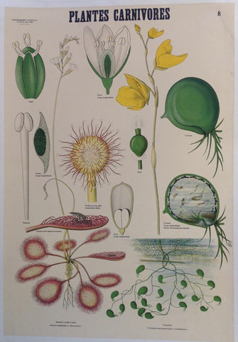 Link to  Plantes CarnivoresFrance, C. 1920  Product