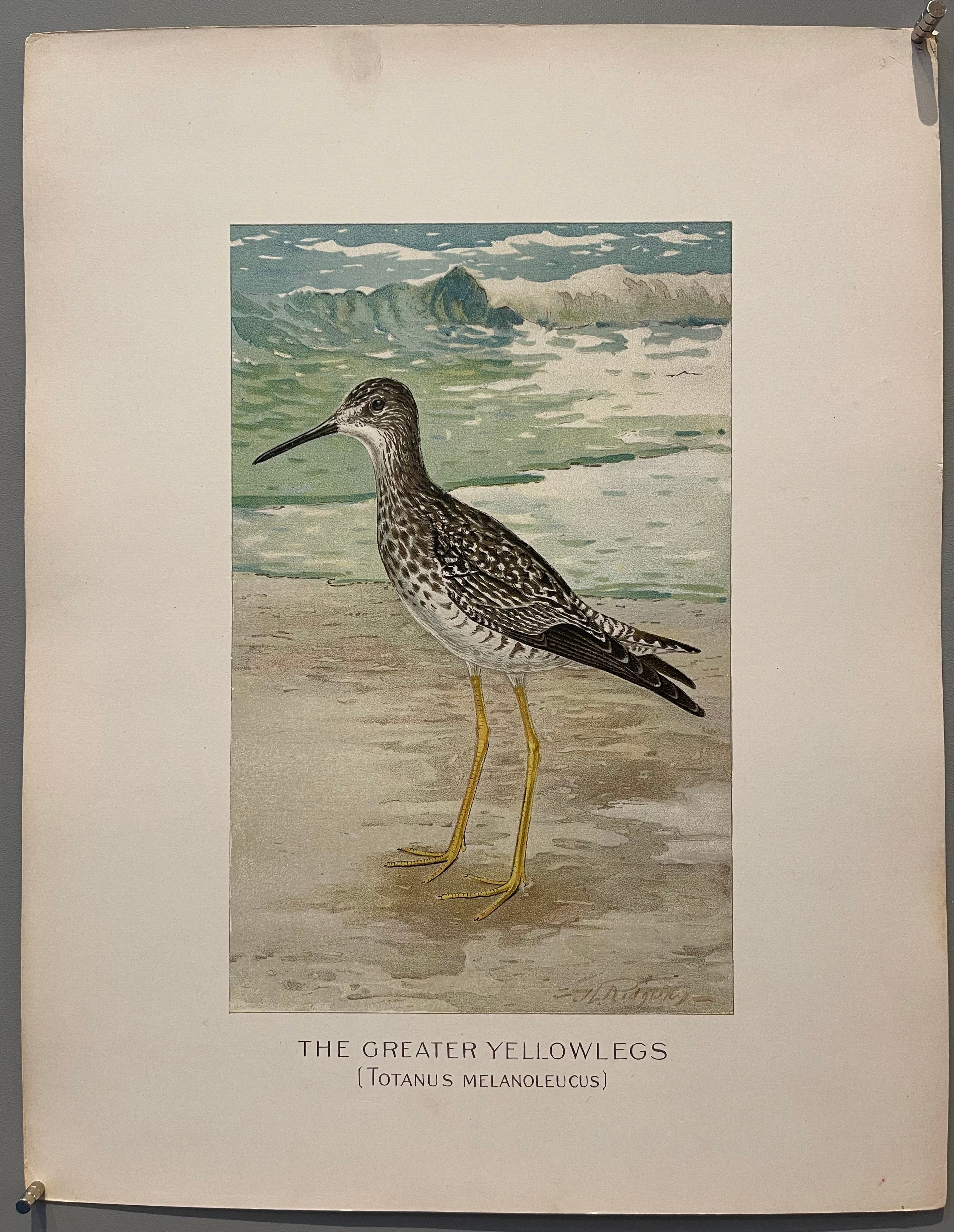 The Greater Yellowlegs