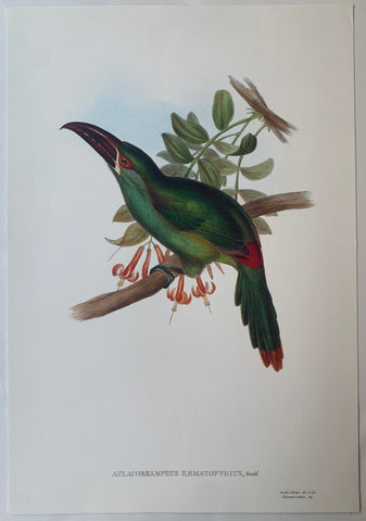 Link to Aulacorhynchus Haematopygius Gould and Richter LithographUK c. 1990 Product