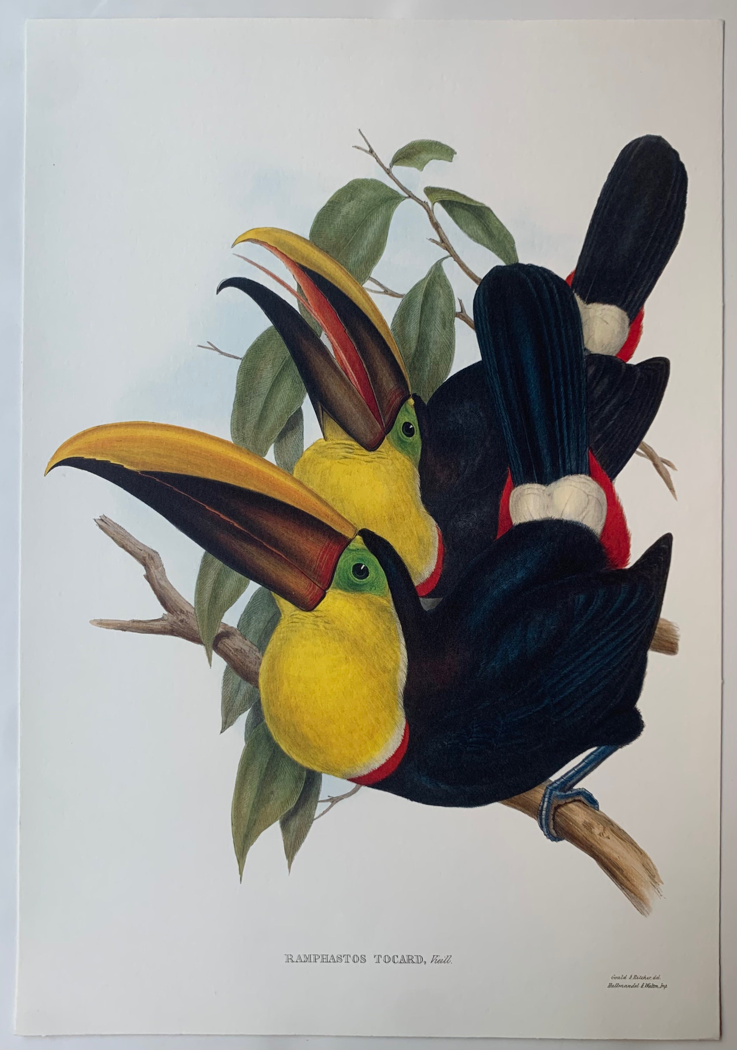Ramphastos Tocard Gould and Richter Lithograph