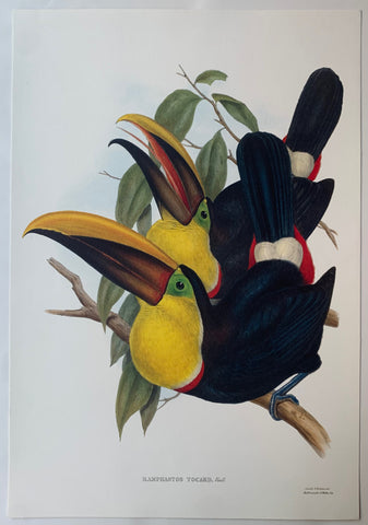 Link to  Ramphastos Tocard Gould and Richter LithographUK c. 1990  Product