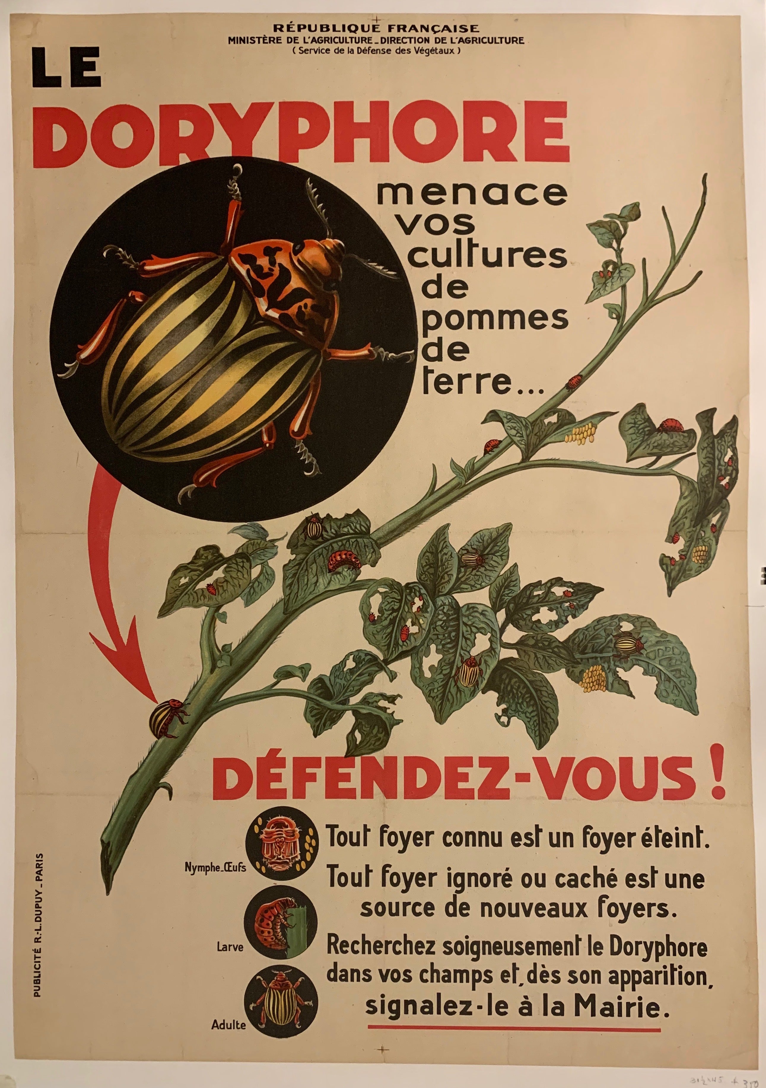 Le Doryphore menace vos cultures de pommes de terre... Defedez-vous!