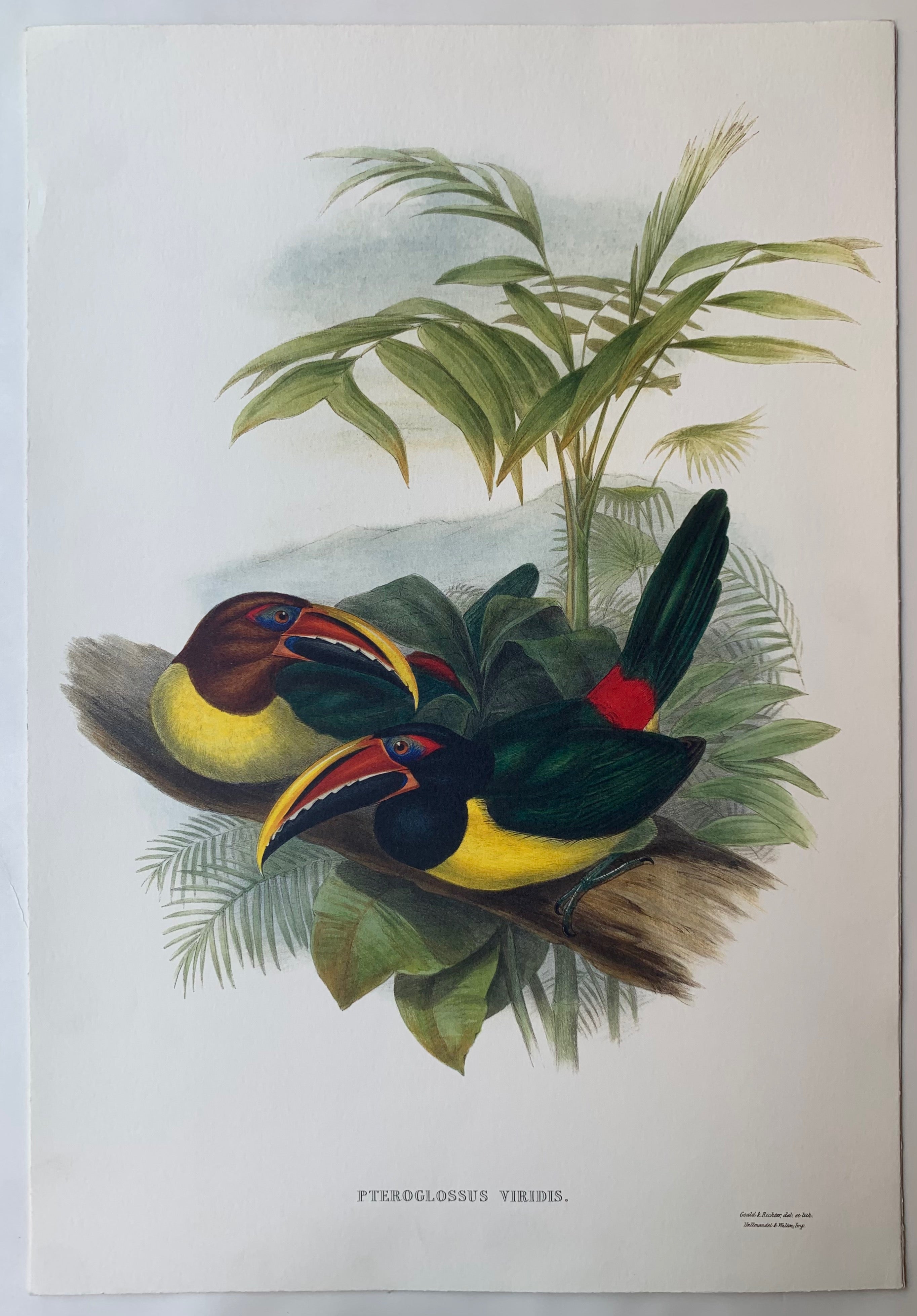 Pteroglossus Viridis Gould and Richter Lithograph