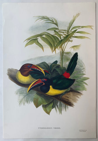 Link to  Pteroglossus Viridis Gould and Richter LithographUK c. 1990  Product