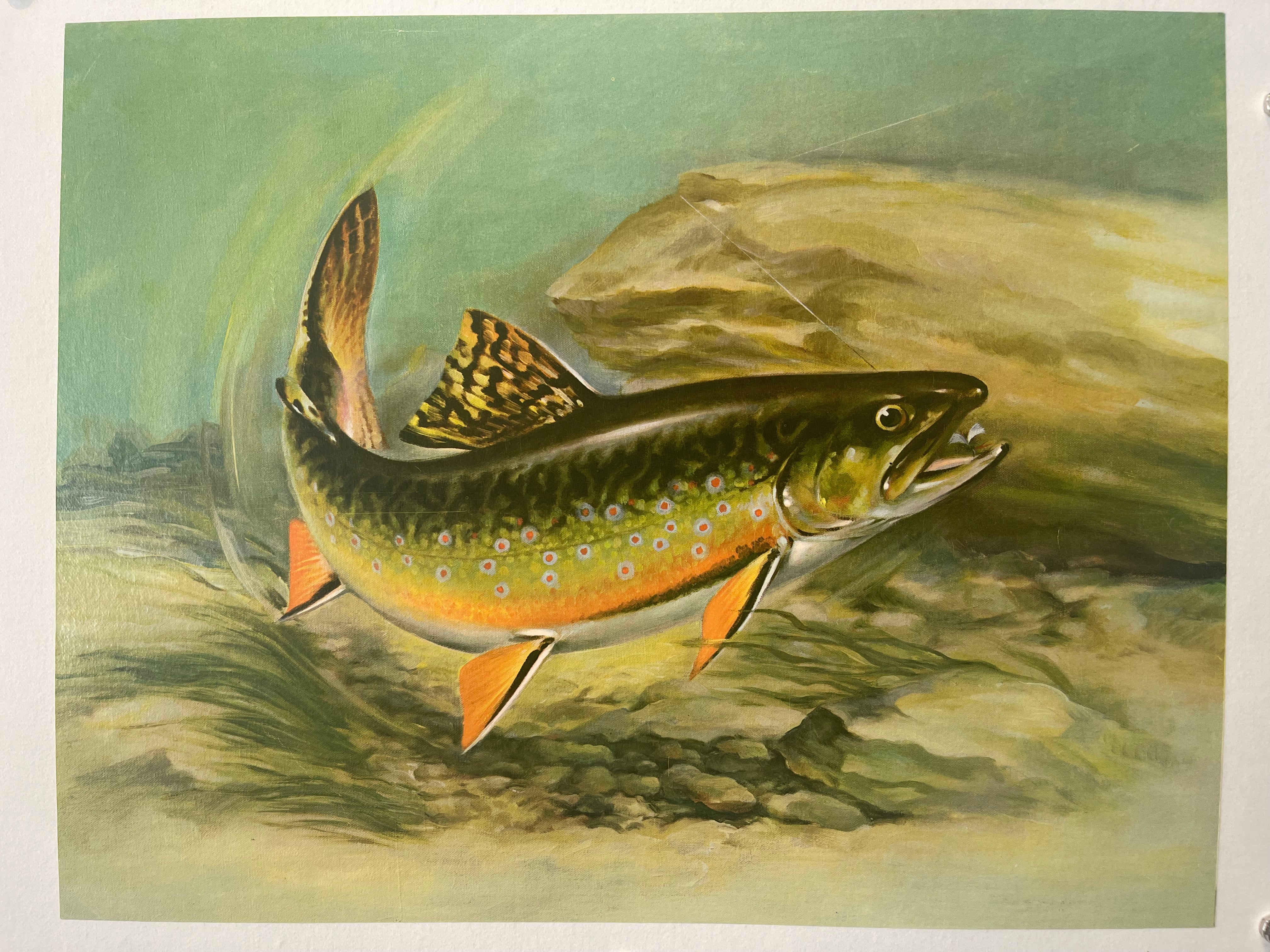 Brook Trout Poster