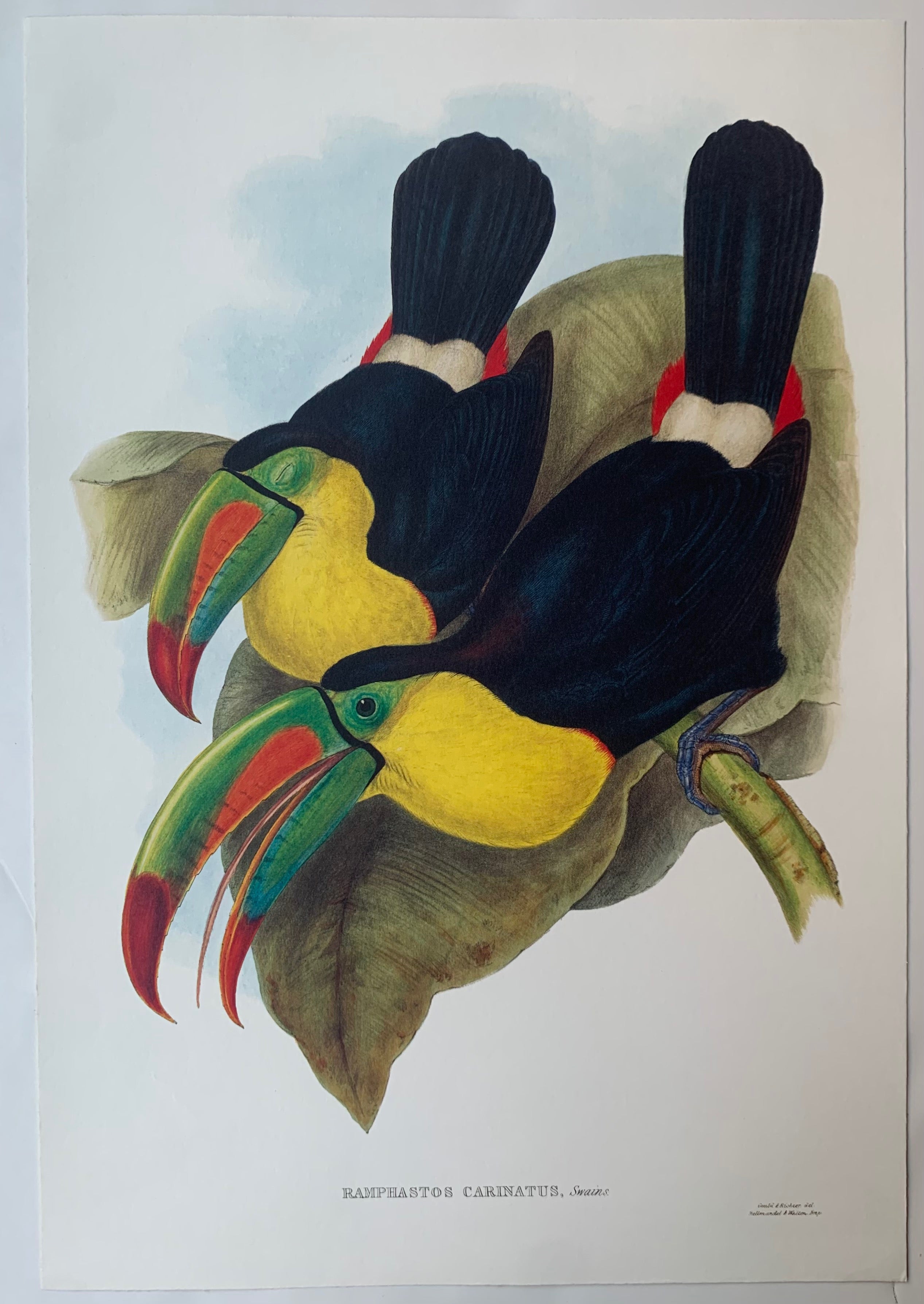 Ramphastos Carinatus Gould and Richter Lithograph