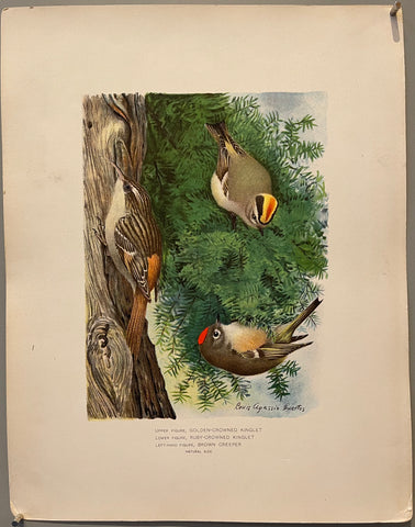 Link to Golden-Crowned Kinglet, Ruby-Crowned Kinglet, Brown Creeperearly 20th century Product