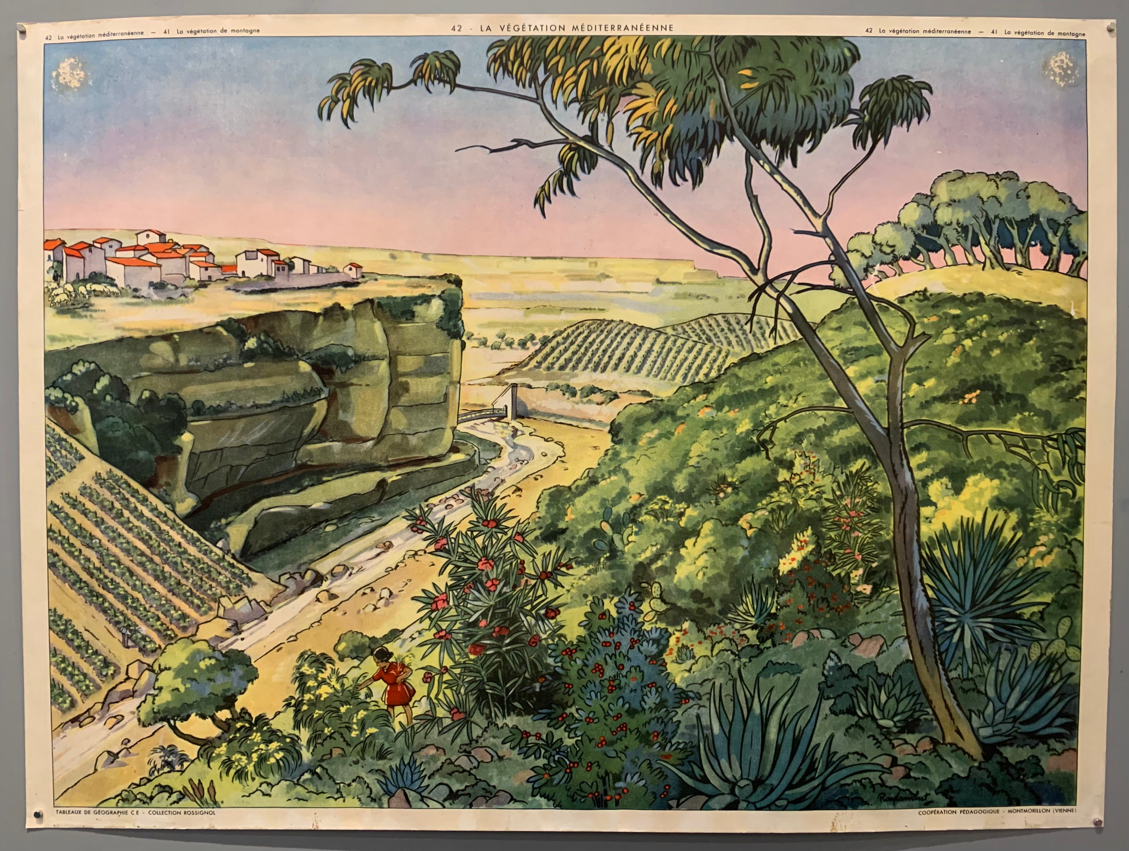 La Végétation Méditerranéenne & La Végétation de Montagne (Double-sided)