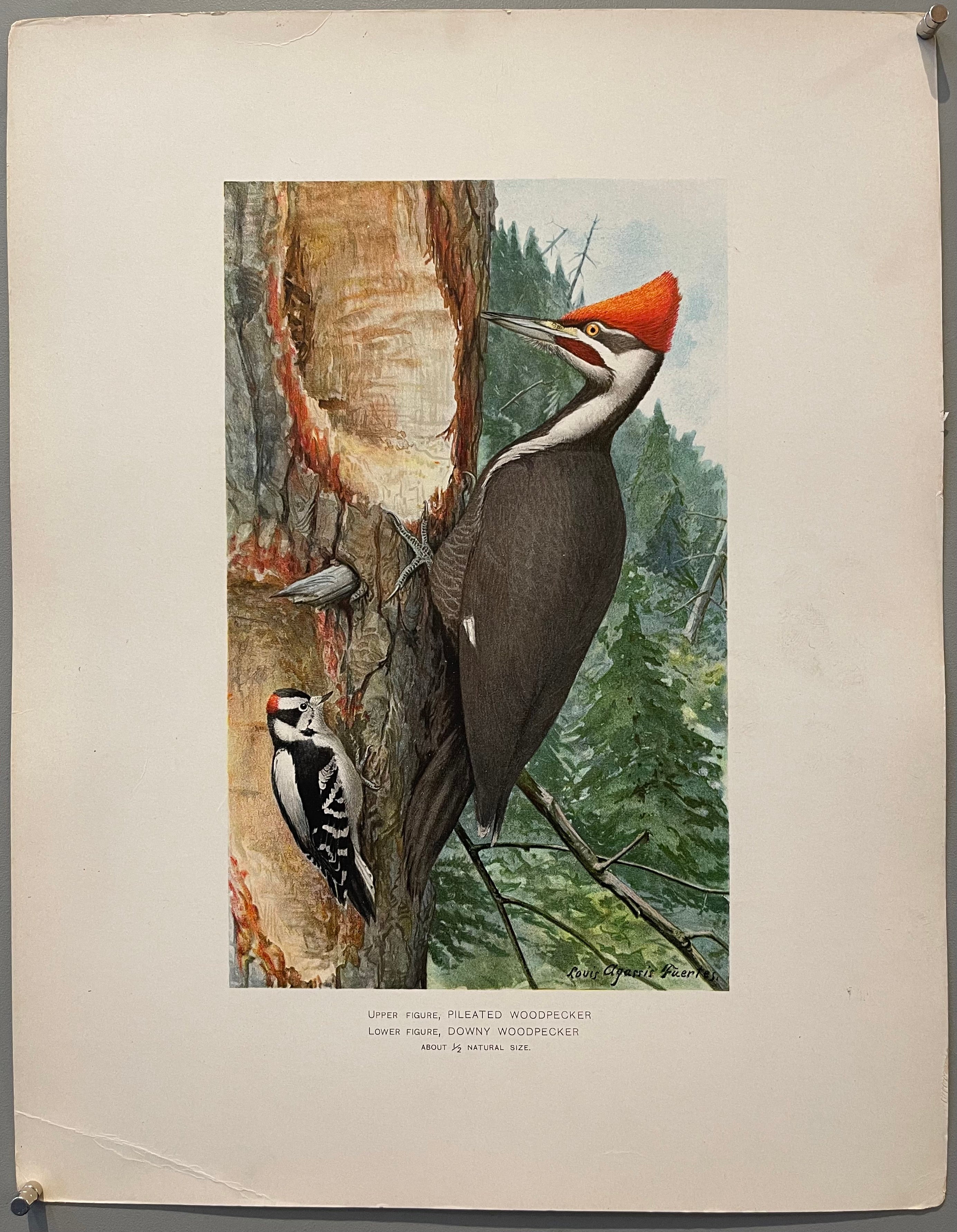 Pleated Woodpecker, Downy Woodpecker