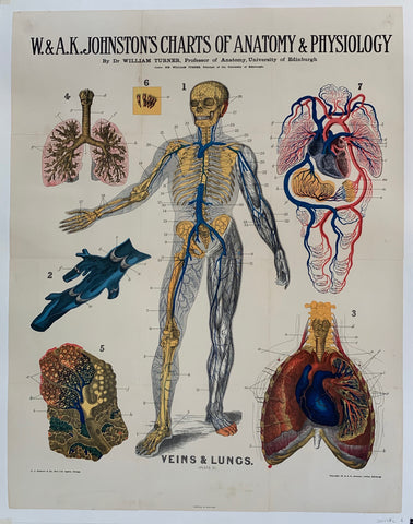 Link to  W. & A.K. Johnston's Charts of Anatomy & Physiology "Veins and Lungs"USA, C. 1900  Product