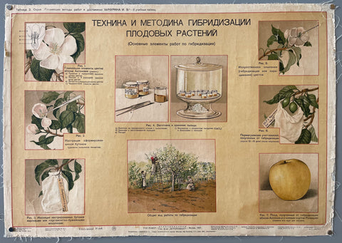 Link to ТЕХНИКА И МЕТОДИКА ГИБРИДИЗАЦИИ ПЛОДОВЫХ РАСТЕНИЙ Russian Botany PosterRussia, c. 1935 Product