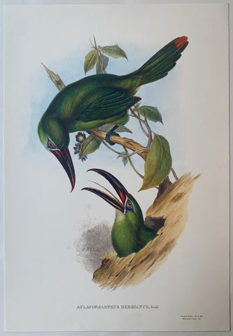 Link to Aulacorhynchus Derbianus Gould and Richter LithographUK c. 1990 Product