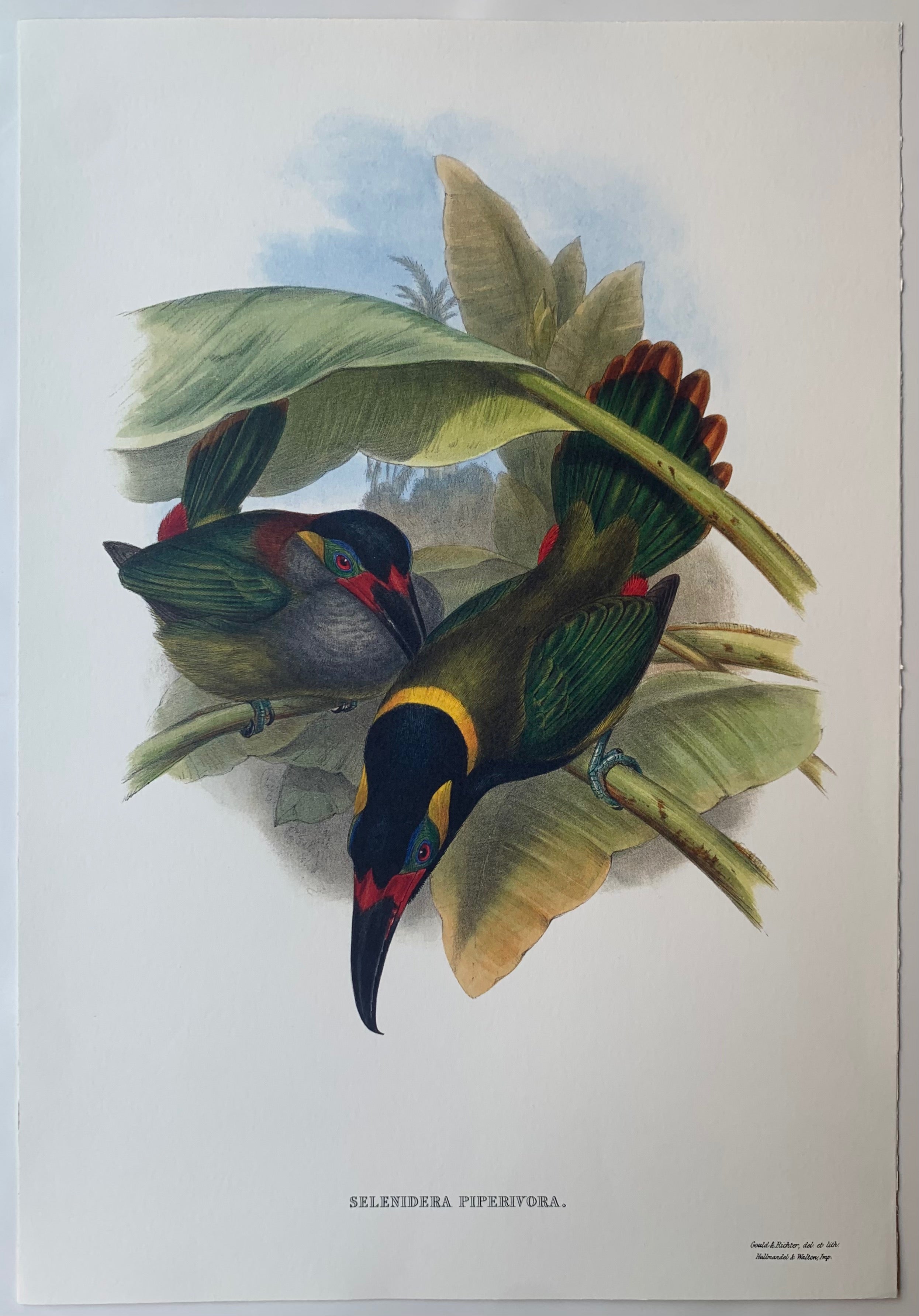 Selenidera Piperivora Gould and Richter Lithograph