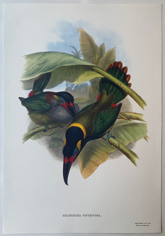 Link to Selenidera Piperivora Gould and Richter LithographUK c. 1990 Product