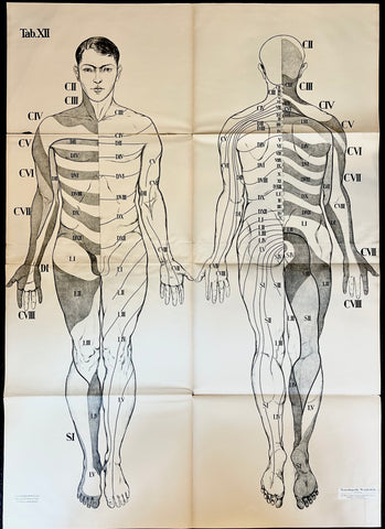 Link to  Spinal Cord ChartGermany, c. 1928  Product
