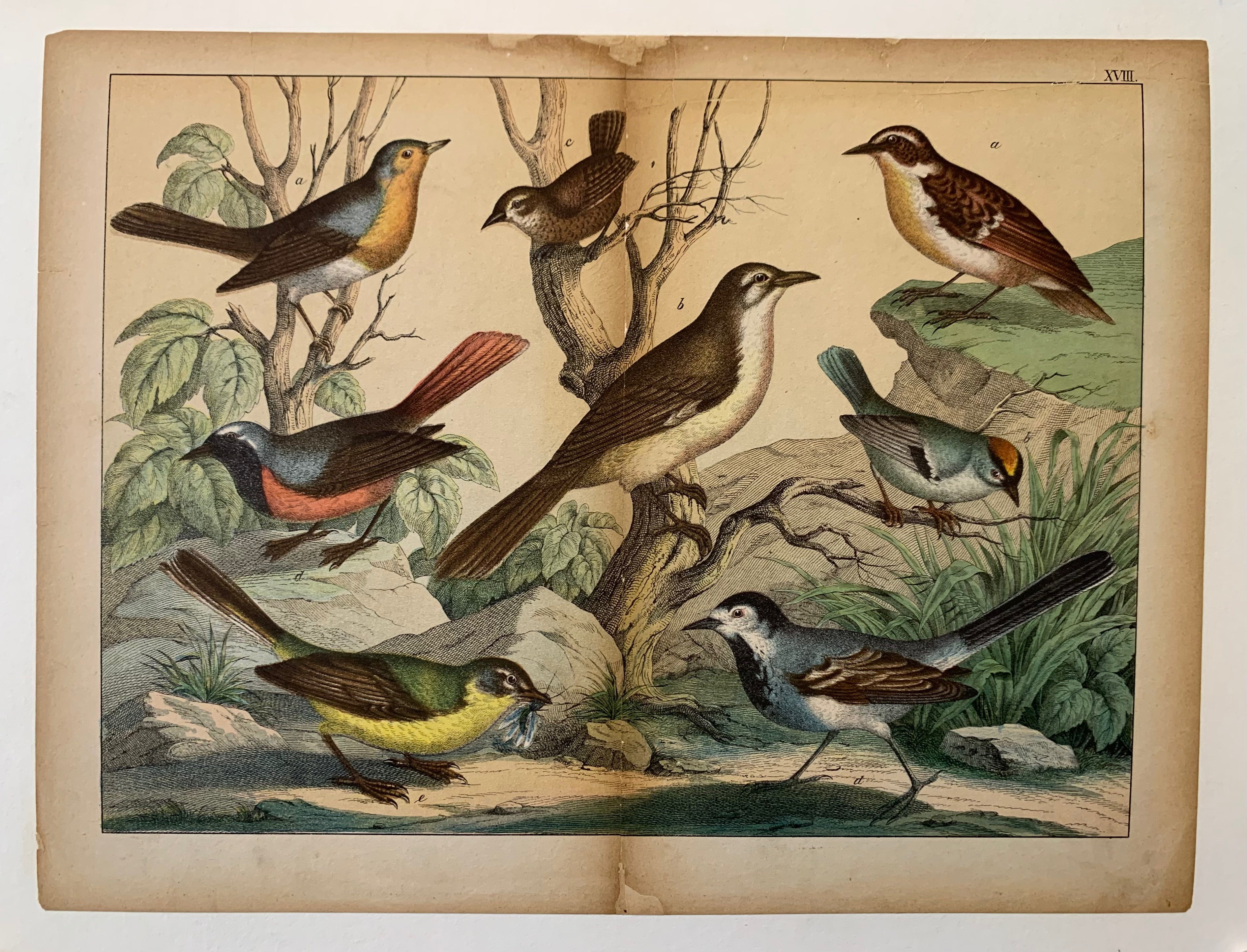 Bird Print