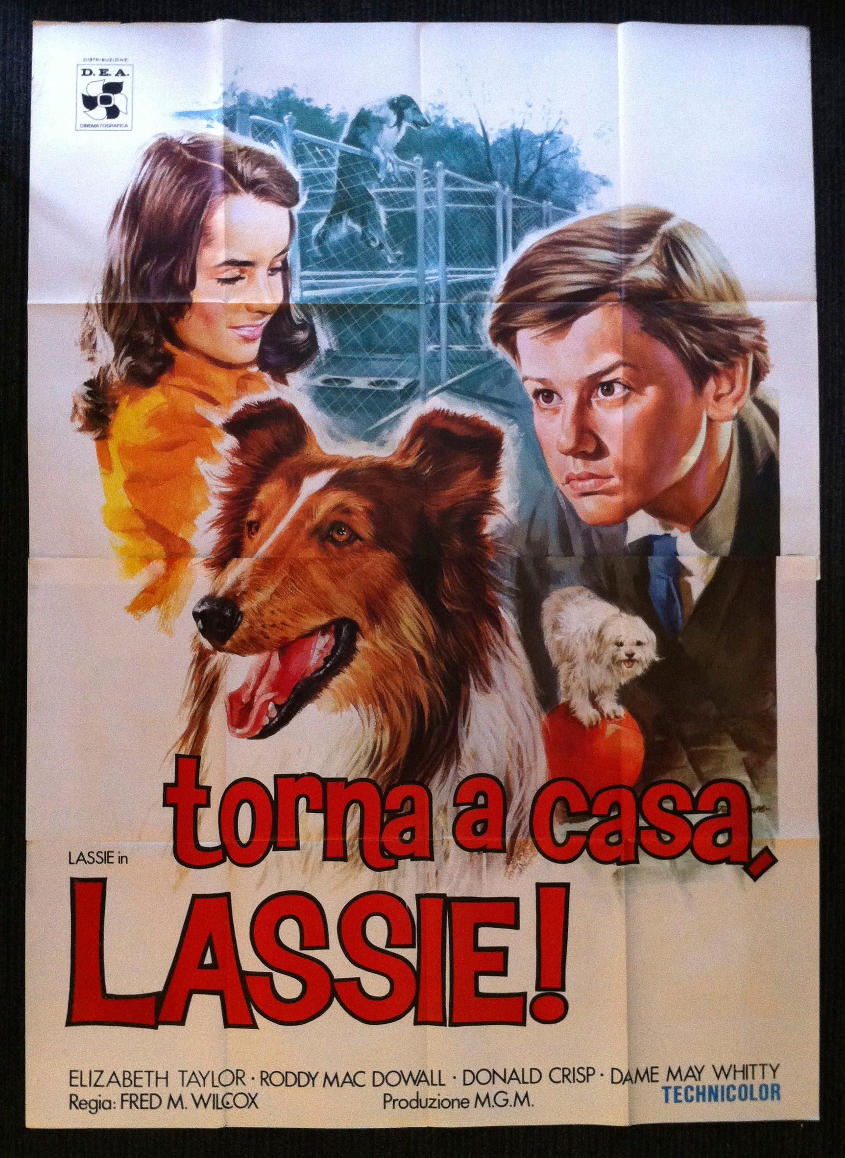 Torna a Casa, Lassie! – Poster Museum