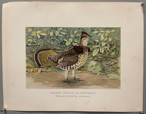 Link to  Ruffed Grouse or Partridgeearly 20th century  Product