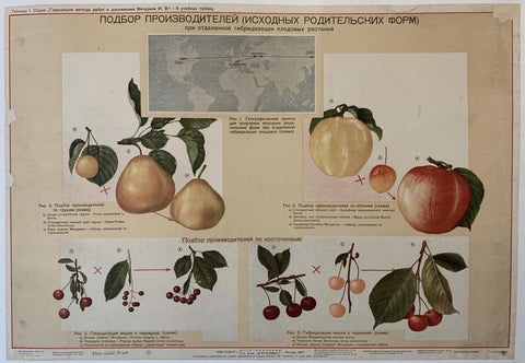 Link to  Russian Fruits Poster1937  Product