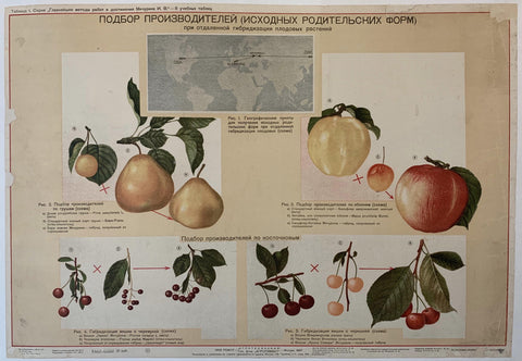 Link to  Russian Fruits Poster1937  Product